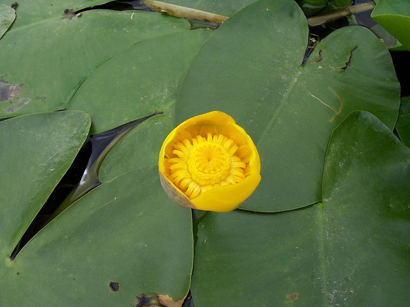 800px-Nuphar_lutea_(Detail)_24072005-1.jpg