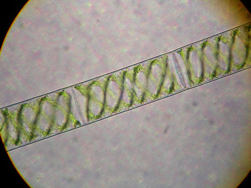 800px-Spirogyra.jpg