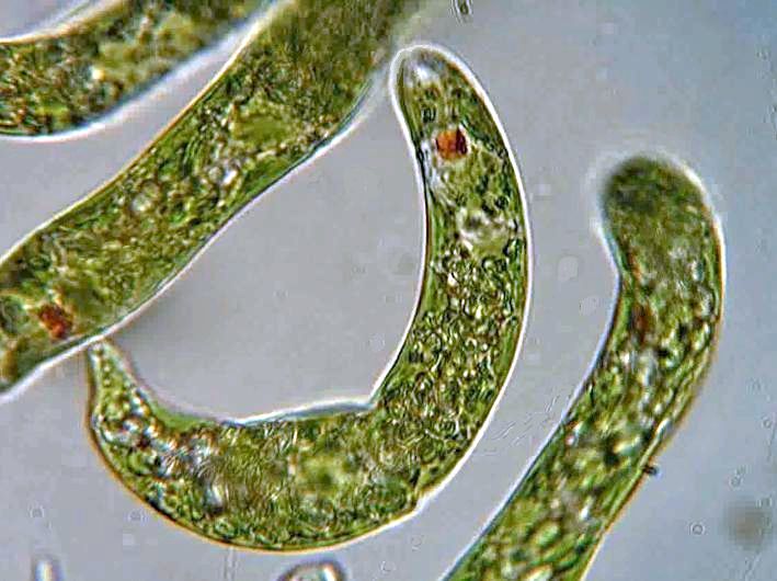 Euglena_sp.jpg