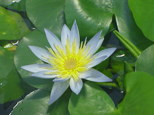 Nymphaea_thermarum1.jpg