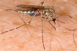 Aedes_vexans.jpg
