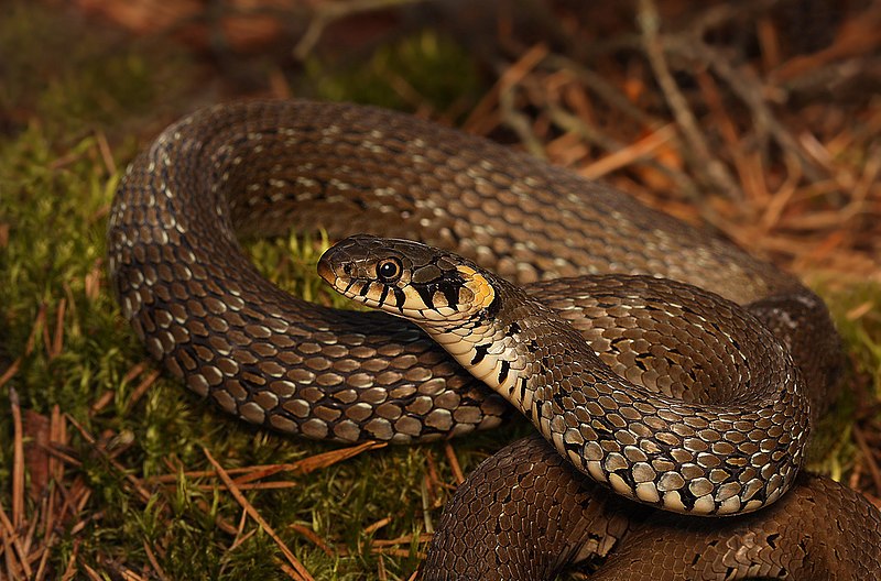 800px-Grass_Snake_-_Natrix_natrix.jpg