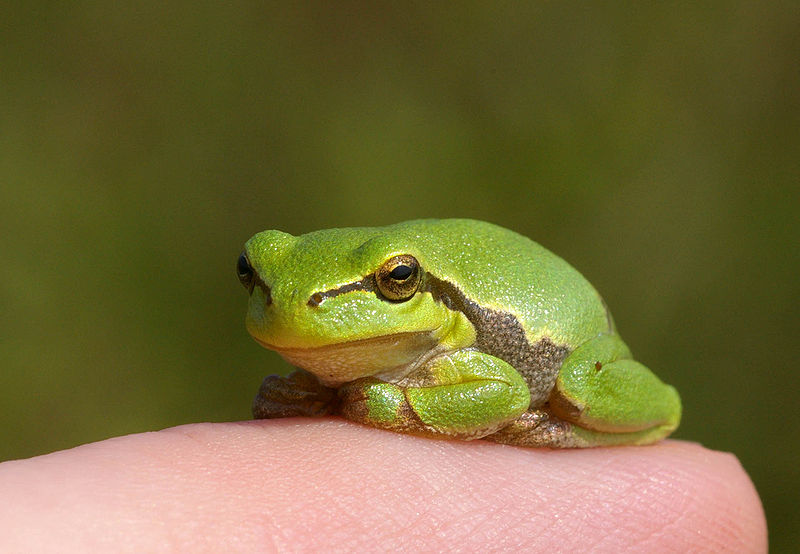 800px-Hyla_arborea,_juv_2.jpg