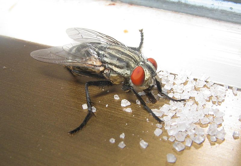 800px-Musca_domestica_eating_sugar.jpg