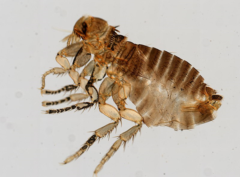 800px-Siphonaptera_(YPM_IZ_093896).png