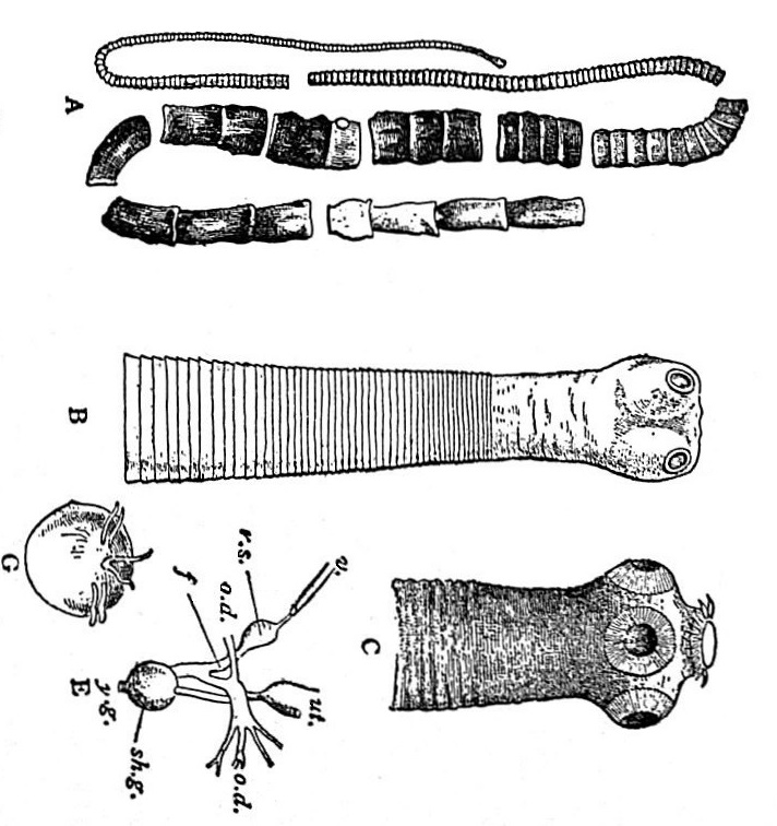 EB1911_Tapeworms_-_Anatomy_of_Taenia.jpg