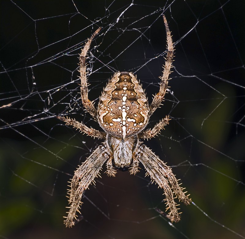 800px-Araneus_diadematus_MHNT_Femelle_Fronton.jpg