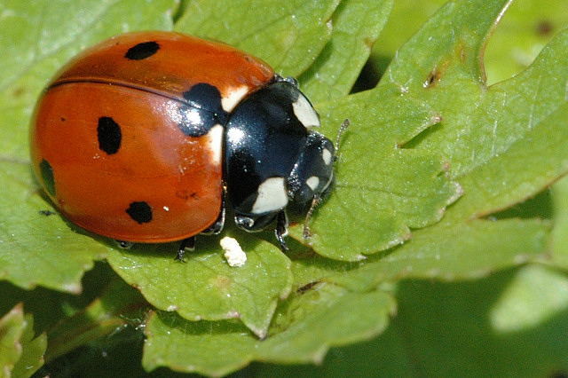 Coccinella.7-punctata.adult.jpg