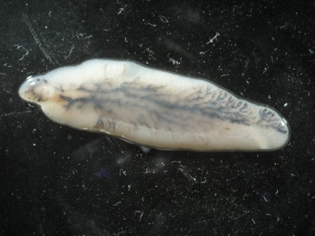 Fasciola_hepatica.jpg