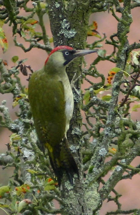 Grünspecht_Picus_viridis.jpg